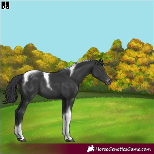 Horse Color:Black Tobiano Appaloosa 