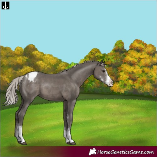 Horse Color:Silver Black Sabino Appaloosa 