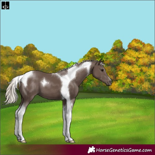 Horse Color:Silver Black Tobiano