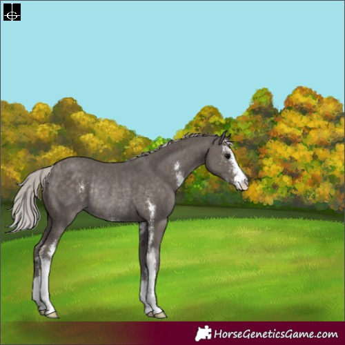 Horse Color:Silver Black Sabino Appaloosa Rabicano 