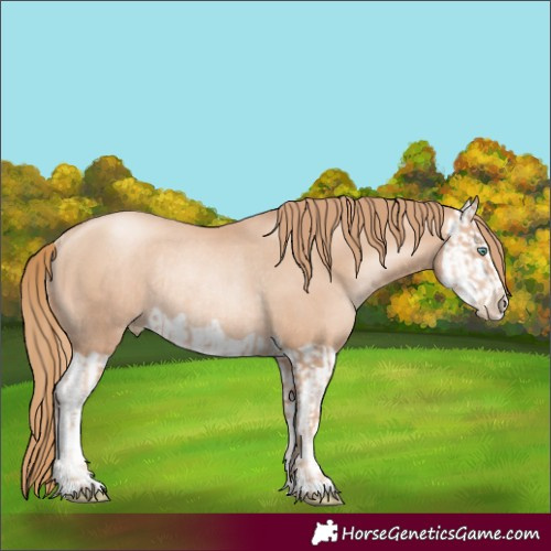 Horse Color:Gold Champagne Pearl Rabicano  and Gold Champagne Pearl Splash Rabicano 