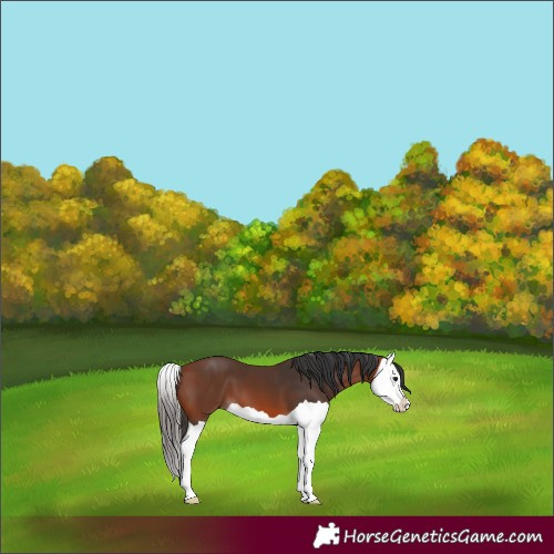 Horse Color:Bay Splash 