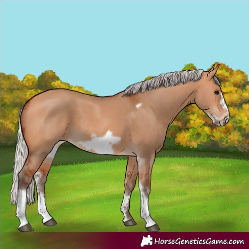 Horse Color:Silver Bay Dun Sabino Tobiano Frame Rabicano 