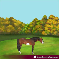 Horse Color:Bay Frame Rabicano 