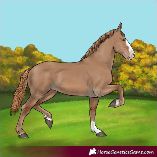 Horse Color:Red Dun Splash