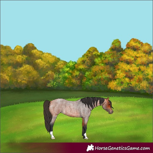 Horse Color:Bay Roan 