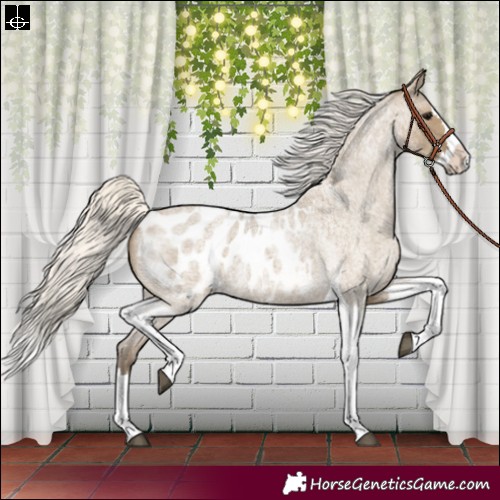 Horse Color:Silver Smoky Grullo Roan Splash Tobiano Appaloosa Rabicano 