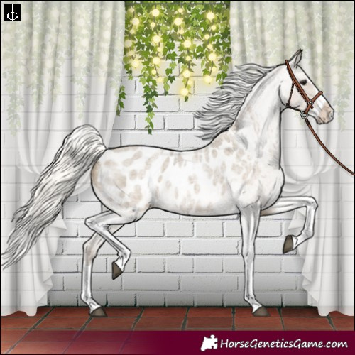 Horse Color:Silver Smoky Grullo Roan Splash Tobiano Blanket Rabicano