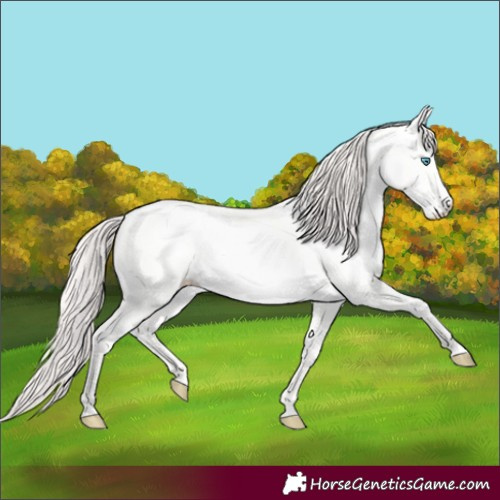 Horse Color:Perlino Dun