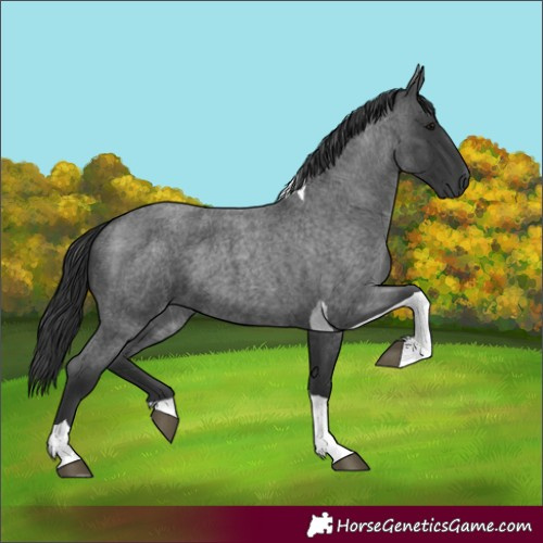 Horse Color:Blue Roan Tobiano 