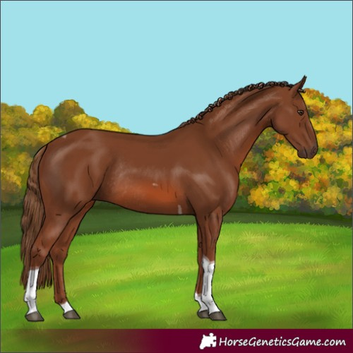 Horse Color:Chestnut Tobiano Rabicano 