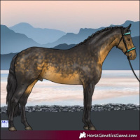 Horse Color:Buckskin 
