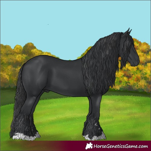 Horse Color:Black 