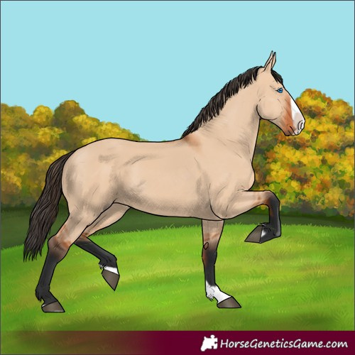Horse Color:Bay Dun Splash 