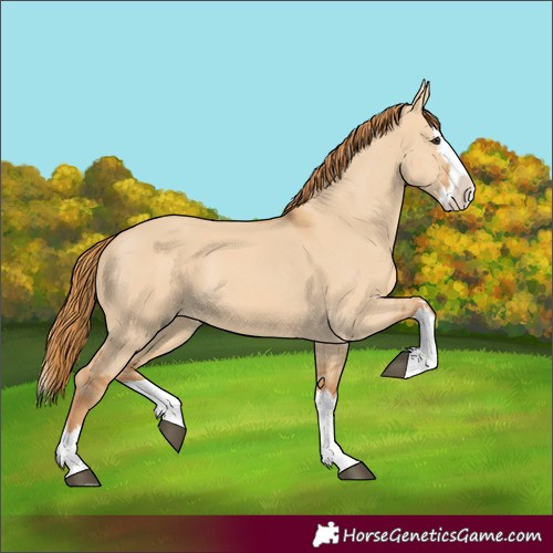 Horse Color:Red Dun Splash