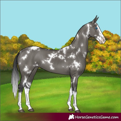 Horse Color:White Spotted Grullo Splash