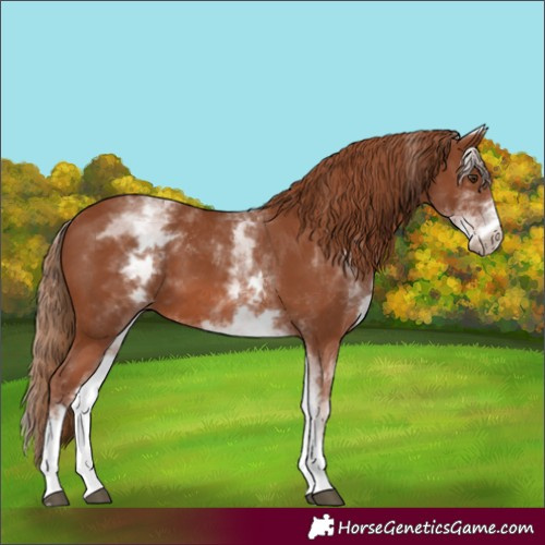 Horse Color:Unknown 