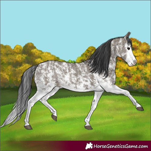 Horse Color:Grullo Sabino Splash  and Grullo Sabino Splash 