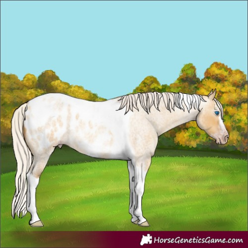 Horse Color:Gray Silver Amber Cream Champagne Roan Dun Splash Tobiano Frame Blanket Rabicano 