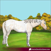 Horse Color:Gray Silver Amber Cream Champagne Roan Dun Splash Tobiano Frame Appaloosa Rabicano 