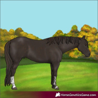 Horse Color:Liver Chestnut  and Liver Chestnut 