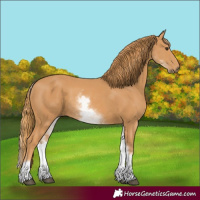 Horse Color:Unknown 