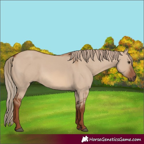 Horse Color:Red Dun