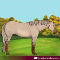 Horse Color:Red Dun