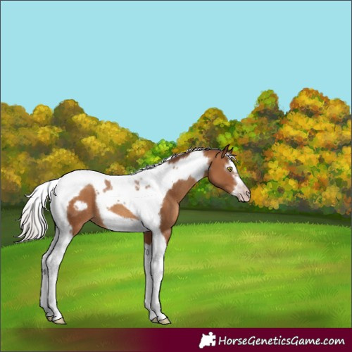 Horse Color:Gray Silver Amber Champagne Splash Tobiano Frame Rabicano