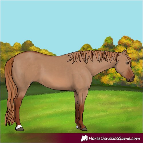 Horse Color:Red Dun