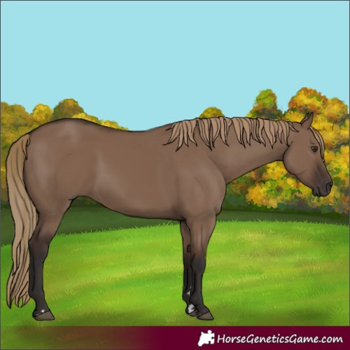 Horse Color:Liver Red Dun 
