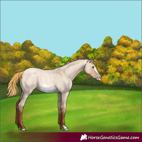 Horse Color:Gray Gold Champagne Roan Dun Frame Rabicano 