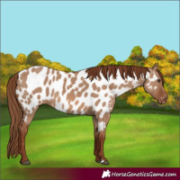 Horse Color:Red Dun Near Leopard