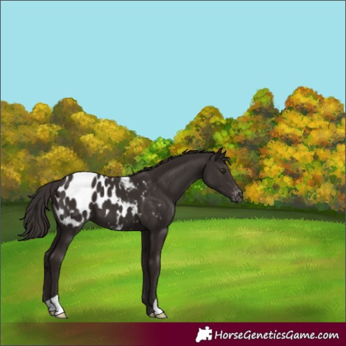 Horse Color:Liver Chestnut Blanket