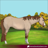 Horse Color:Red Dun 