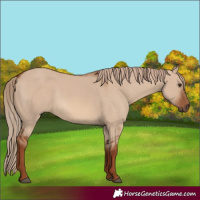 Horse Color:Red Dun 