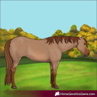 Horse Color:Red Dun 