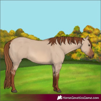 Horse Color:Red Dun 