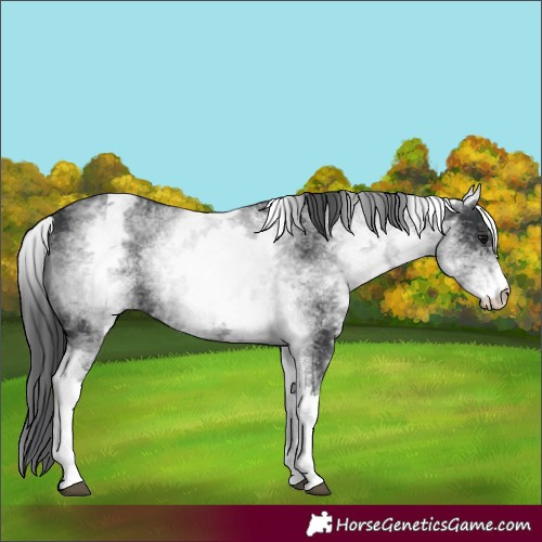 Horse Color:White Spotted Black