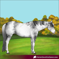 Horse Color:White Spotted Black