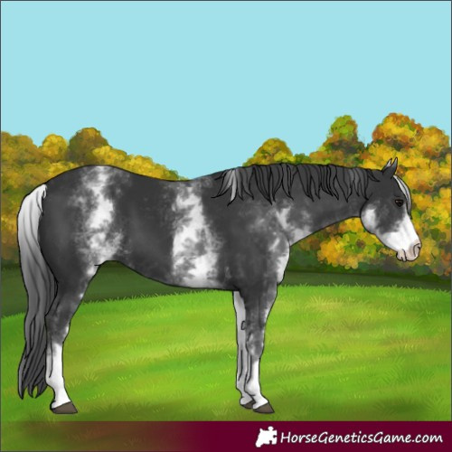 Horse Color:White Spotted Black 