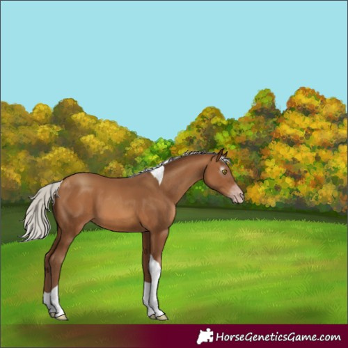 Horse Color:Gray Silver Amber Champagne Tobiano 