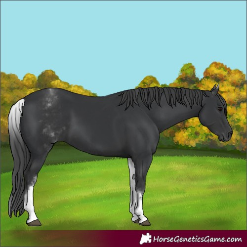 Horse Color:White Spotted Black 