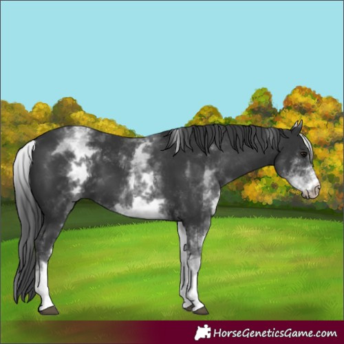 Horse Color:White Spotted Black 