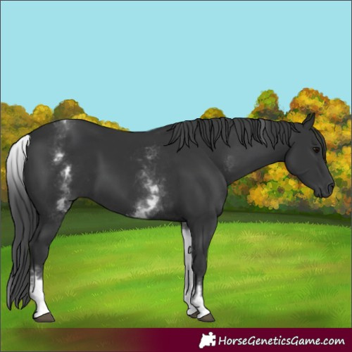 Horse Color:White Spotted Black 