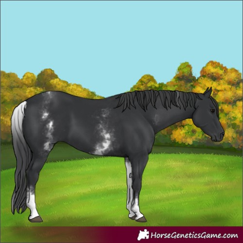 Horse Color:White Spotted Black