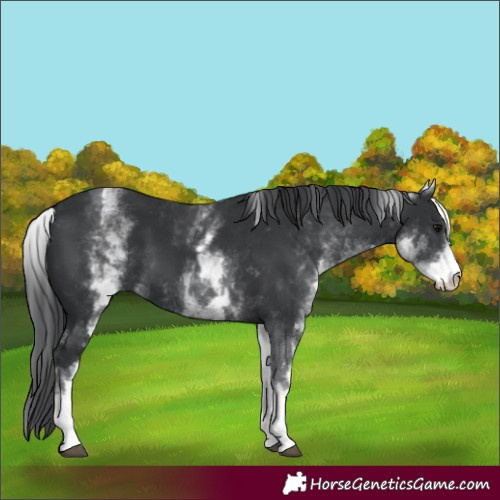Horse Color:White Spotted Black 