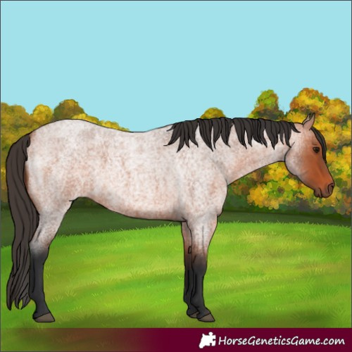 Horse Color:Bay Roan