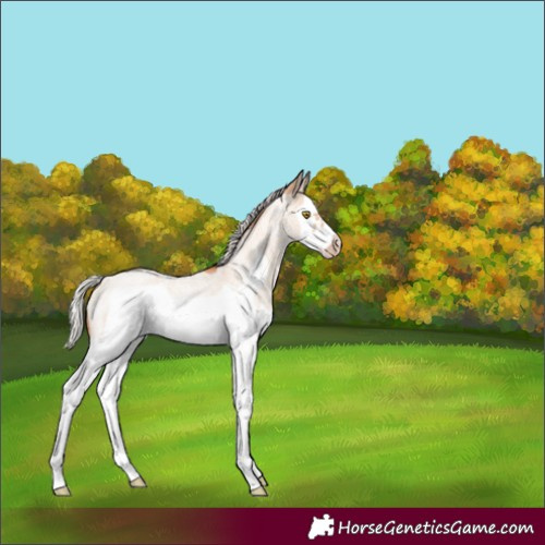Horse Color:Silver Classic Champagne Roan Dun Splash Frame 