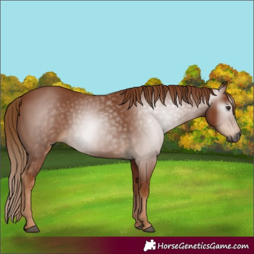 Horse Color:Gray Chestnut 